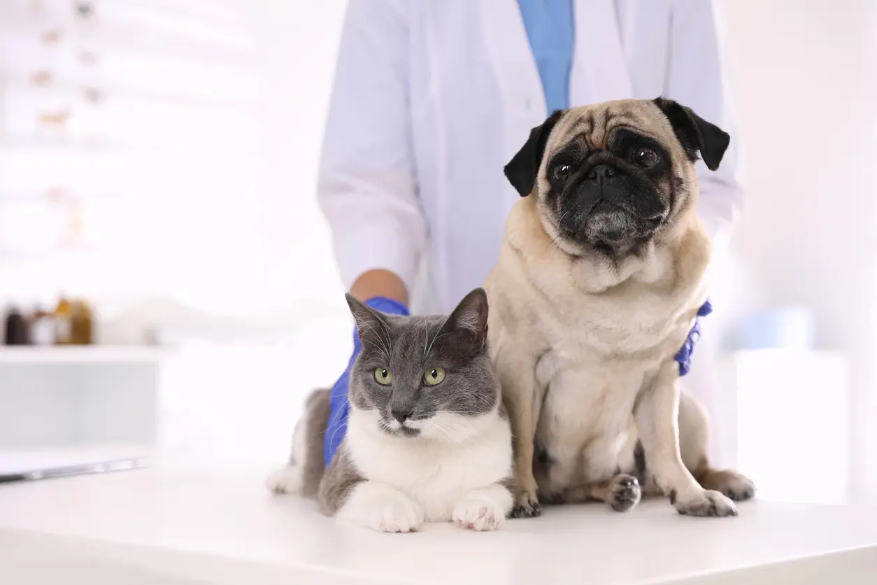 Traducción veterinaria